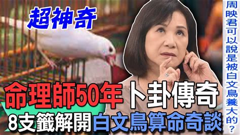 文鳥算命|命理師50年卜卦傳奇！8支籤解開白文鳥算命奇談 